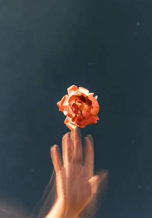 Glitch na Kahel na Rosas na Aesthetic