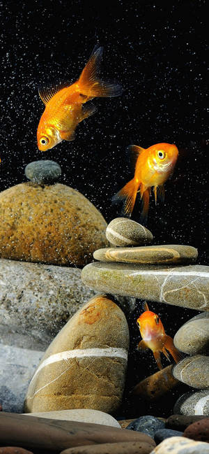 Goldfishes And Rocks mobile wallpaper