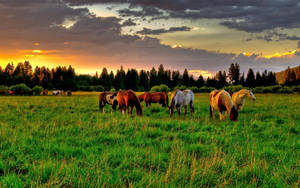Preview wallpaper horses, golf, food, sunset — 16:10 Wallpaper