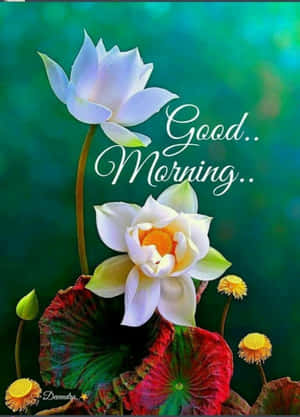 Good Morning Flower Pictures — OnePlus Pad Go 2 Wallpaper