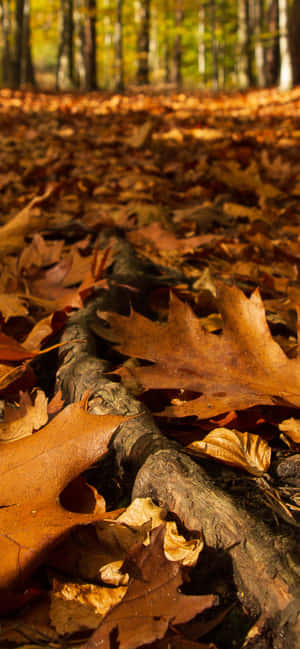 Iphone Xs Max Autumn Background — Floral iPhone Wallpaper