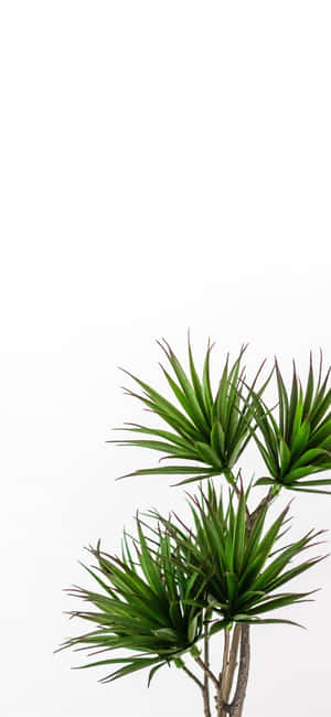 Green Plant Aesthetic — iPhone Xs Max Wallpaper