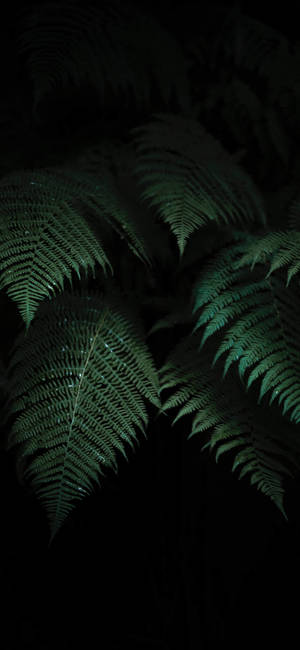 Plant Iphone — S24 Ultra Wallpaper