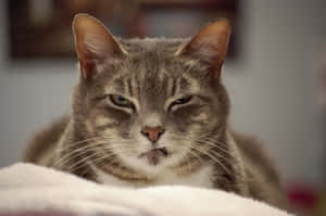 Grumpy Cat pictures — MacBook Air 13 Wallpaper