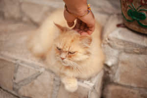 Grumpy Cat pictures — MacBook Air M4 Wallpaper