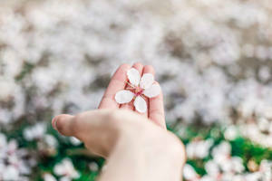 Hand holding a fallen white spring flower wallpaper