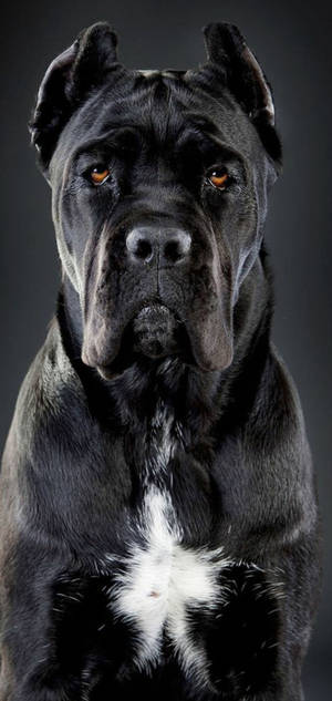 Handsome Cane Corso Dog wallpaper — iPhone 17 Pro Max Wallpaper