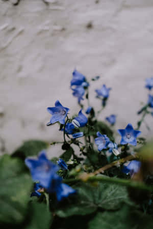 Harebell Blue Flowers Phone — Flowers Wallpaper