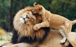 Larawan ng leon — Lion Wallpaper