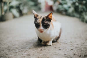 Mga larawan ni Grumpy Cat — MacBook Pro 14 Wallpaper