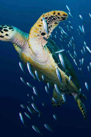 Hawksbill Sea Water Turtle Photography — Astig na pagong Wallpaper