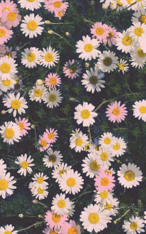 Hayaan ang kalikasan na mamulaklak sa iyong buhay gamit ang Flower Iphone. — Honor Pad 10 Wallpaper