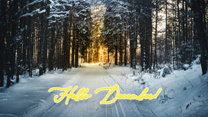 Hello December Winter Forest wallpaper. — Christmas Tree Wallpaper