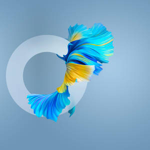 Huawei Mate 40 Pro fish wallpaper