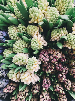Wallpaper ng mga bulaklak na hyacinth sa palengke — 3:4 Wallpaper