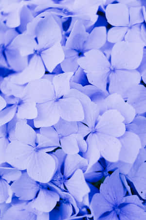 Hydrangea Blue Flowers Phone — Huawei MatePad 11.5 (2026) Wallpaper