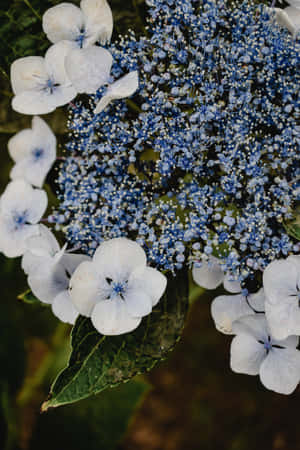 Hydrangea Serrata Blue Flowers Phone — Flowers Wallpaper