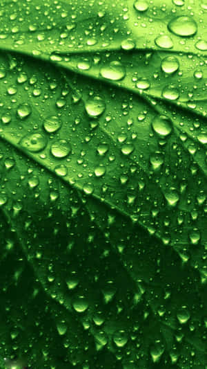 Iphone 7 Plus — iPhone 8 Plus Wallpaper