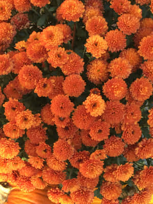 Mga larawang may orange aesthetic — 2048x2732 Wallpaper