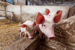 farm animals pictures — MacBook Pro M3 Wallpaper