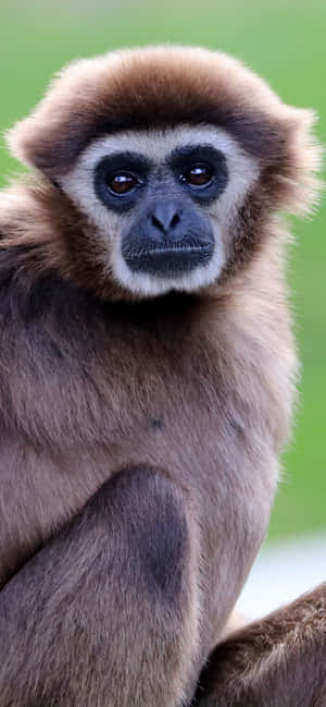 Iphone Xs Max Gibbon Background