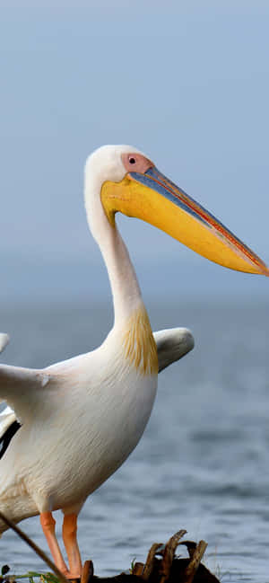 Pelicans pictures — iPhone 16 Plus Wallpaper