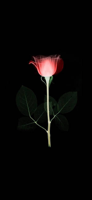 Infrared Rose Flower Apple — ROG Phone 9 Pro Wallpaper