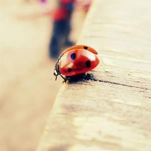 Insekto na Ladybug Beetle
