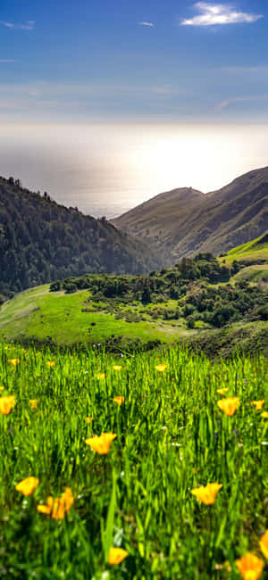 Iphone Xs California Background — Pixel 8a Wallpaper