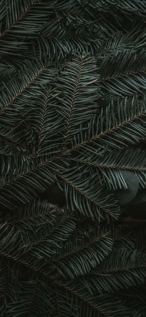 Iphone 11 Berde — Galaxy A54 Wallpaper