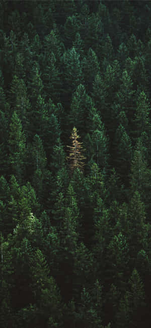 Iphone 11 Green — Galaxy A15 Wallpaper