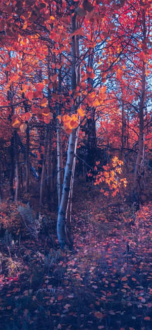 Iphone Fall Aesthetic Orange Tree Forest — iPhone 12 Wallpaper