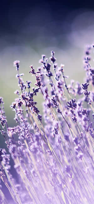 Iphone Lavender Aesthetic Blurry Gray — Floral iPhone Wallpaper