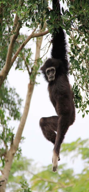 Iphone X Gibbon Background — iPhone 14 Plus Wallpaper
