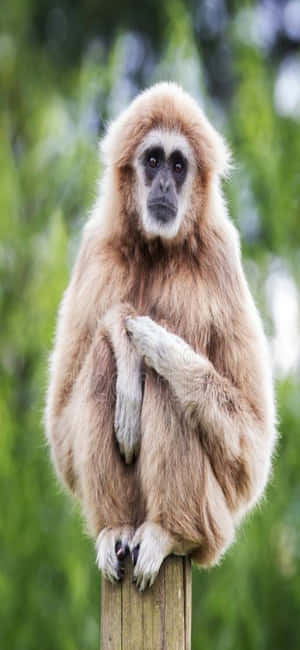 Iphone X Gibbon Background — iPhone 11 Wallpaper