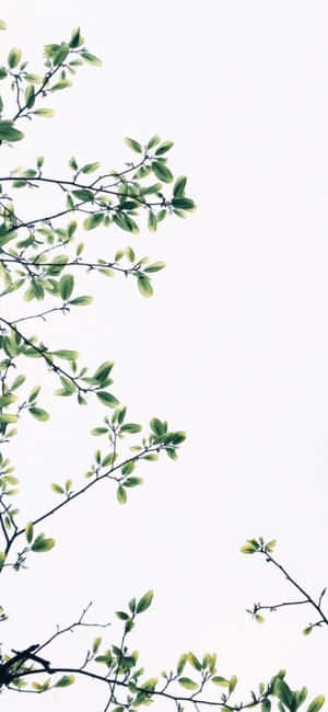Iphone X Minimal Background — Motorola Edge Wallpaper