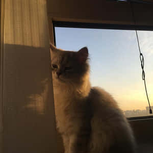 Mga larawan ng Aesthetic na Pusa — Aesthetic na pusa Wallpaper