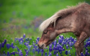 Cute Horse background
