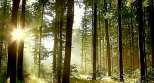 Background ng Kagubatan — Forest Wallpaper