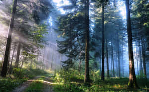 Kagubatan Background — Forest Wallpaper