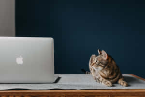 Aesthetic na mga larawan ng Macbook — Aesthetic MacBook wallpaper