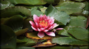 Mga larawan ng bulaklak ng Lotus — Bulaklak ng Lotus Wallpaper