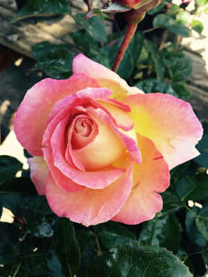 Mga larawan ng bulaklak ng rosas — Rosas na Bulaklak Wallpaper