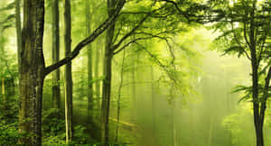 Kagubatan Background — Forest Wallpaper