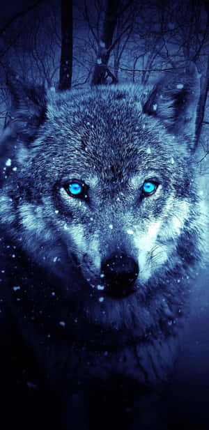 Mga larawan ng Astig na Lobo — Astig na lobo Wallpaper