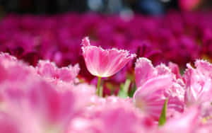 Pink na Floral Background — Pink Floral Wallpaper