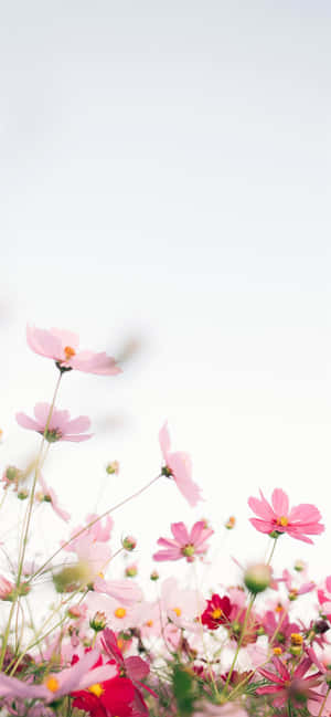 Rosas na Bulaklak Background