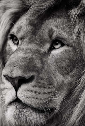 Lion background — Lion Wallpaper