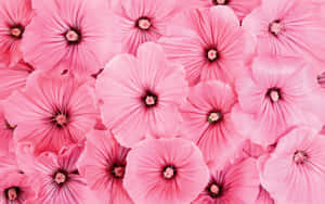 Pink Floral Background — Pink Floral Wallpaper