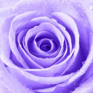 Mga larawan ng rosas — Rosas na Bulaklak Wallpaper